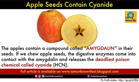 Did You Know That Apple Seeds Contain Poisons Chemical Cyanide