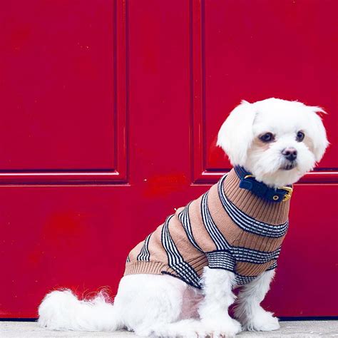 The Best Dog Clothing Brands For Stylish Pet Clothes Instyle