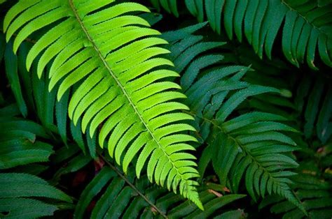 Western Sword Fern Part Sun To Shade And Drought Tolerant Evergreen