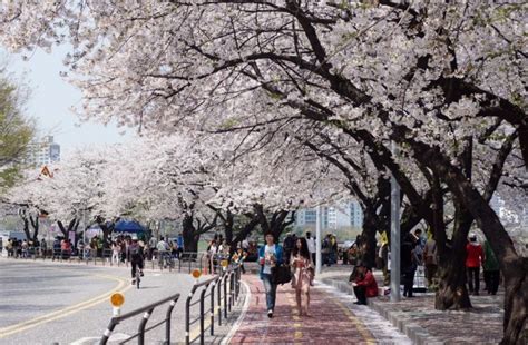 1 Yeouido Cherry Blossom Festival Seoul 3 Living Nomads Travel