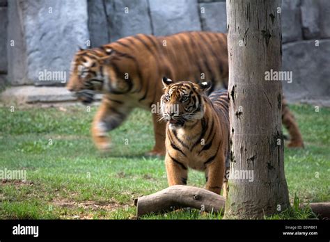 Male And Female Tigers In Zoo Stock Photo Alamy