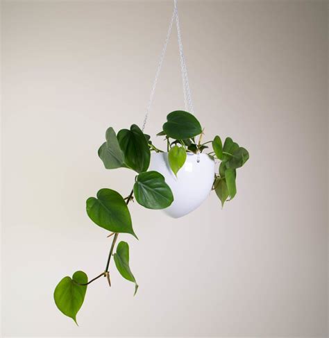 Perhaps one of the most prized kind plant in the group is a vine with heart shaped leaves. Sweetheart Plant in Ceramic Hanging Pot - plantandpot.nz