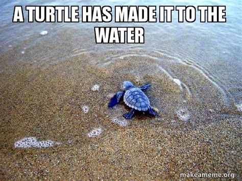 A Turtle Has Made It To The Water Meme Generator