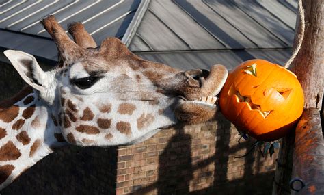Zoo Animals Celebrate Halloween