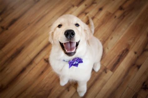 These golden retriever puppies located in illinois come from different cities, including, chebanse, aurora. Golden Retrievers puppies for sale - Orland Park, IL ...