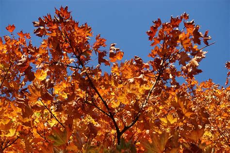 Autumn Leaves Maple Multicoloured Free Photo On Pixabay Pixabay