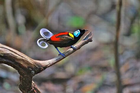 The Gorgeous Wilson Bird Of Paradise Charismatic Planet