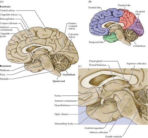 Figure Midsagittal View Of The Human Neuroscience Ncbi Bookshelf Brain Anatomy