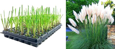 Dwarf Pampas Grass 10 Live Plants Cortaderia Selloana Pumila Compact