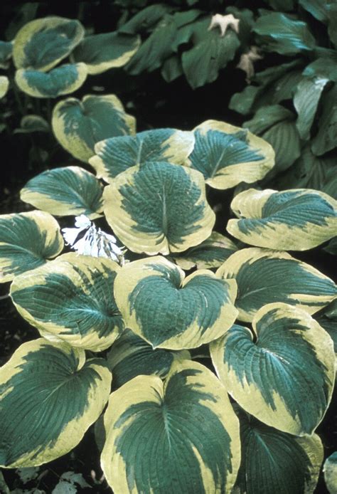 Hosta Sieboldiana Frances Williams Plantain Lily Siteone