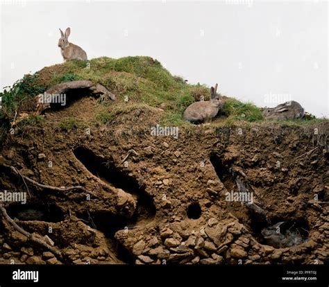 Rabbit Burrow Cross Section Hi Res Stock Photography And Images Alamy