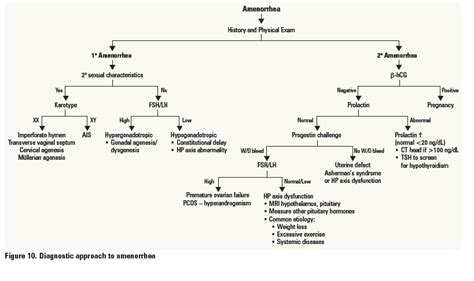 Amenorrhea Menorrhagia Diagram Quizlet