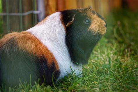 Guinea Pig Rodent Animal Domestic Free Photo On Pixabay Pixabay