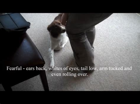 Pin Di Chanel Aprahamian Su Understanding Dog Body Language Learn How