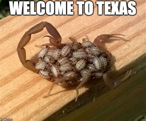 Jokes About Texas That Are Actually Funny