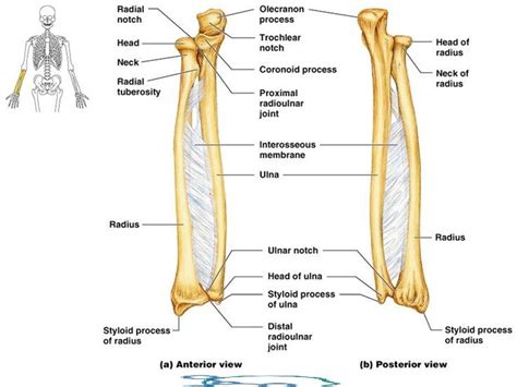 Ulna Anatomy Muscle Attachment Bony Landmark How To Relief Anatomia Y Fisiologia Anatomia