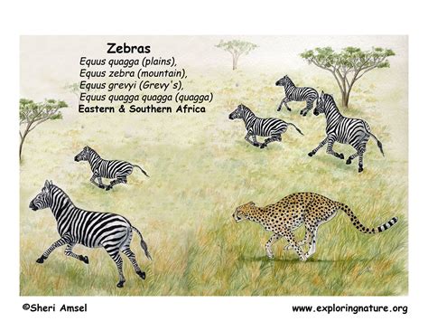 Zebra description habitat image diet and interesting facts / they prefer to live in a place where they can easily get access to grass and an adequate supply of water. Zebra