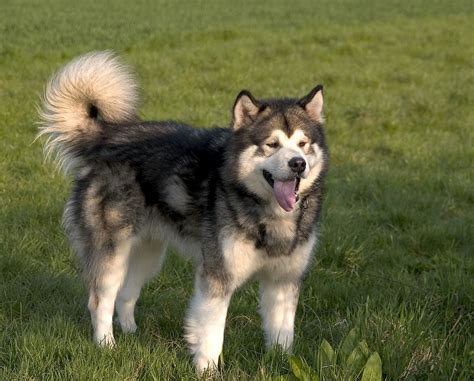 Washington alaskan malamute adoption league (wamal) was formed in 1998 by cindy neely to help with malamute rescue in washington state and since then has expanded into oregon. Alaskan Malamute Vs. Siberian Husky: Which Dog Makes a ...