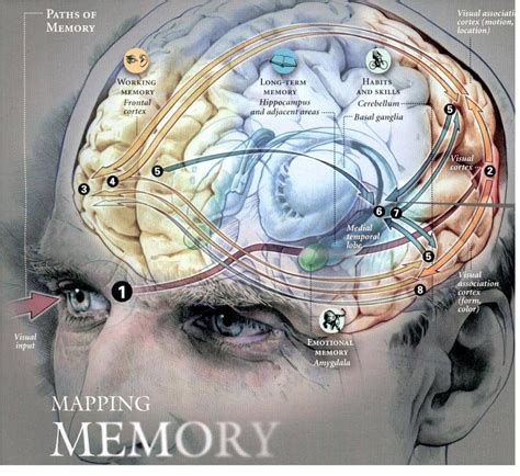 Mapping Memory Brain Images Basal Ganglia Memory Loss Remedies