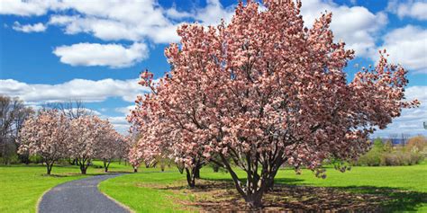 Take a look at some of the best fast growing trees. How to Choose the Best Trees for Privacy | Budget Dumpster