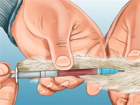 How to treat a cat bite. How to Treat Fight Wounds on a Cat: 14 Steps (with Pictures)