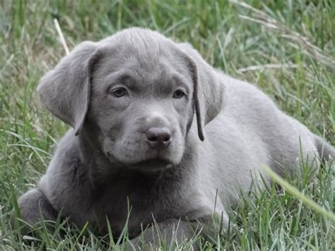 The Most Common Colors Of The Labrador Retriever With Pictures Pettime