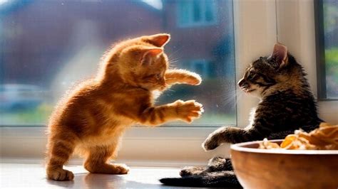 Funny And Cute Kittens Videos 2019 Funny Kitten Cats Compilation