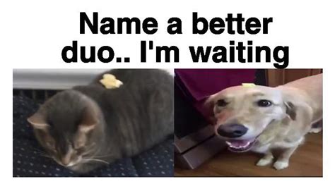 Butter Cat And Butter Dog The Dynamic Duo Rmemes