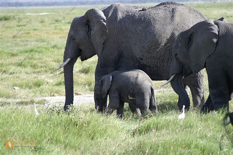 Afrikanischer Elefant Paarung Bild Bestellen Naturbilder Bei