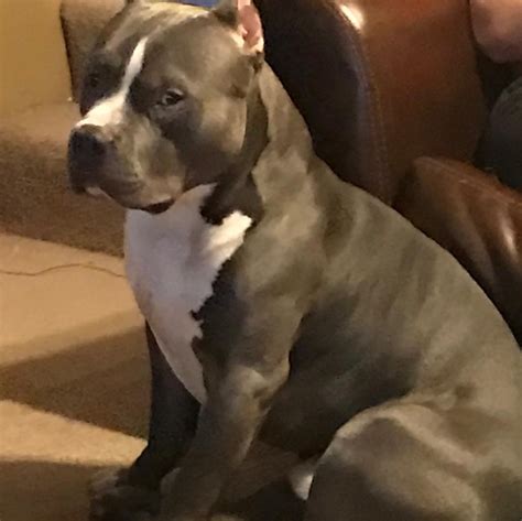 We have been raising quality puppies for many years. American Bully Puppies For Sale | Maple Grove, MN #288396