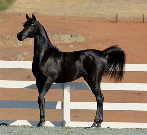 Black Arabian Horse Beautiful Arabian Horses Most Beautiful Horses