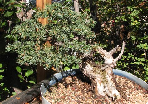 Picea Pungens Colorado Blue Spruce Bonsai 2 Colorado