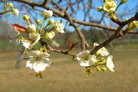 Wild Pear Tree In Bloom Tattnall County Vanishing Georgia