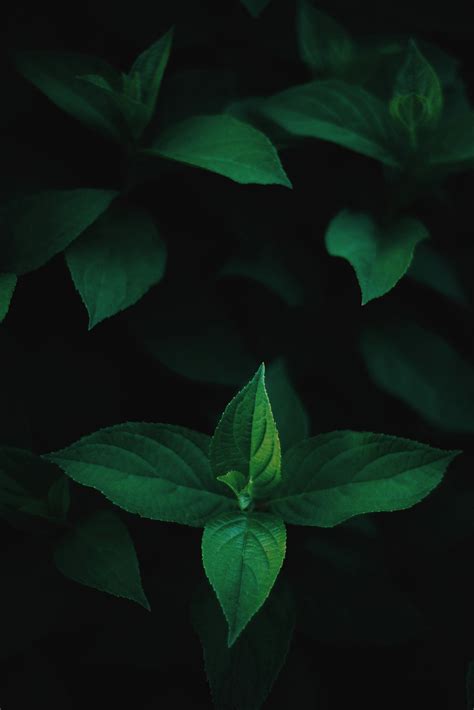 Green Leaf Wallpaper 4k Nature Leaves Plant Green Wallpapers Hd 4k