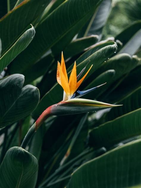 How To Grow And Care Bird Of Paradise Houseplant Agriculture Review