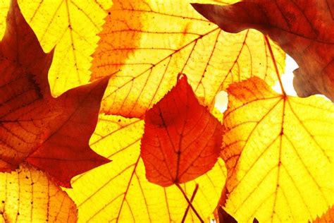 Premium Photo Golden Autumn Leaves Background