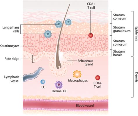 Skin As An Immune Organ And Clinical Applications Of Skin Based