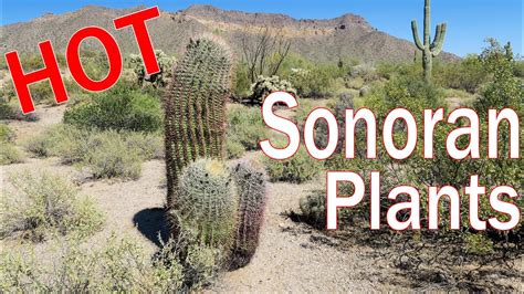 Sonoran Desert Plants Cactus Trees Shrubs Of Arizona Youtube