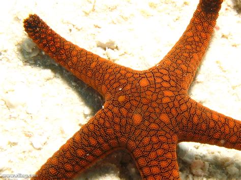 Indian Sea Star Indian Sea Star Fromia Indica The Castl Flickr