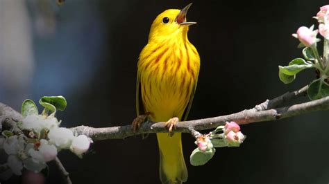 Download Beautiful Yellow Warbler Perched On A Branch Wallpaper