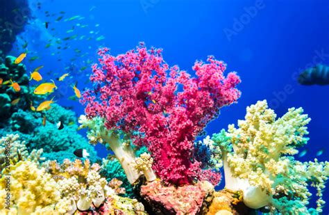 Underwater Pink Coral Reef Landscape Fotos De Archivo E Imágenes