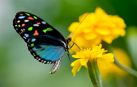 Green Butterfly Wallpaper 65 Pictures