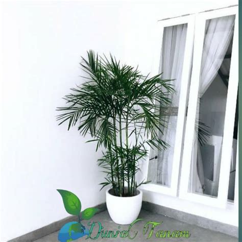 [RIMBUN] bibit tanaman pohon hias hidup palem palm kuning merah
