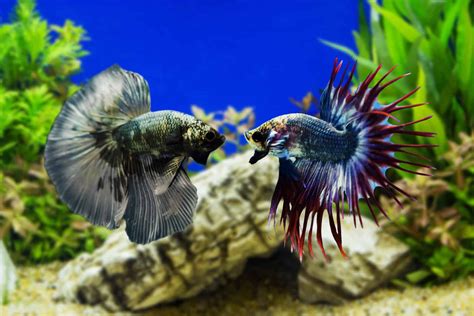 How To Care For A Black Orchid Betta Aquariadise