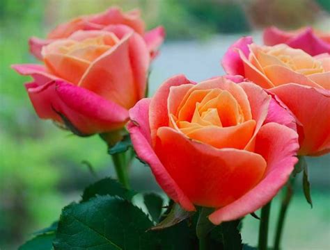 43 Gambar Bunga Mawar Paling Indah Terbaik Informasi Seputar Tanaman