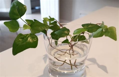 How To Propagate Ivy In Water Step By Step Guide Smart Garden Guide