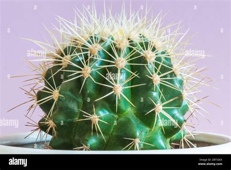 Golden Barrel Cactus Mother In Laws Cushion Echinocactus Grusonii