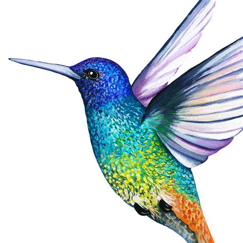 Golden Tailed Sapphire Hummingbird Print In 2021 Hummingbird
