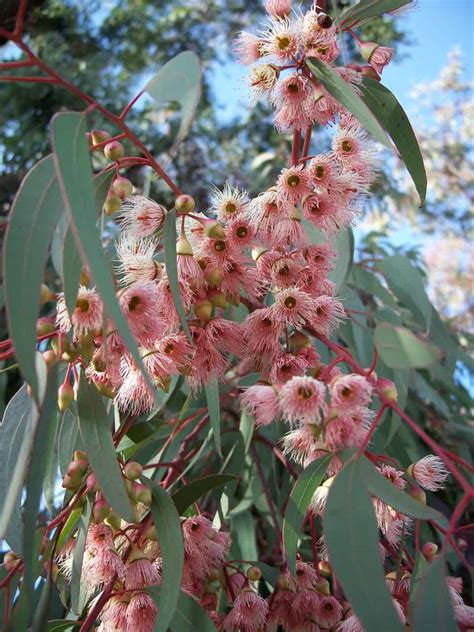 21 Flowering Trees For Arizona Progardentips