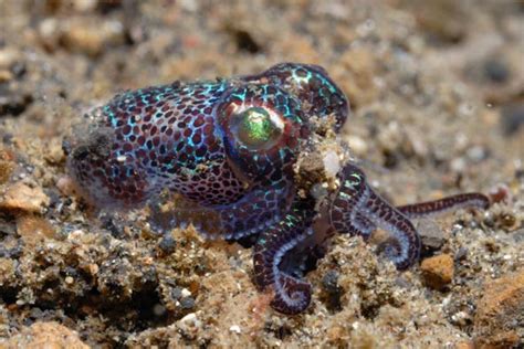 Diverosa Bobtail Squid